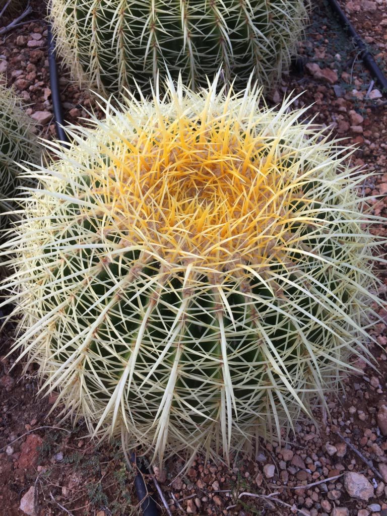 Echinocactus grusonii simple