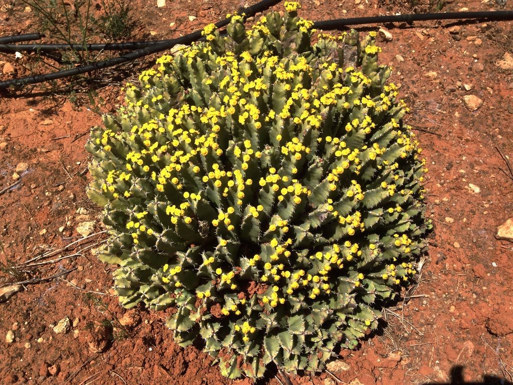 Euphorbia Resinifera